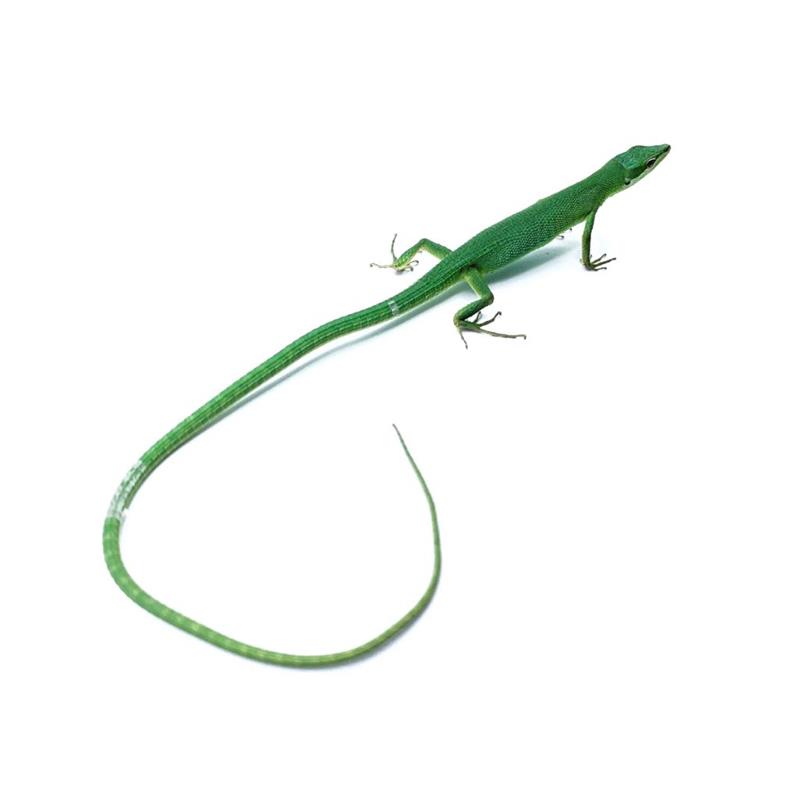 Soparla Takydromus dorsalis - imagine 4